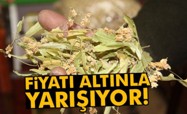 Ihlamur fiyatları altınla yarışıyor