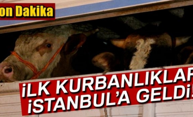 İlk kurbanlıklar geldi