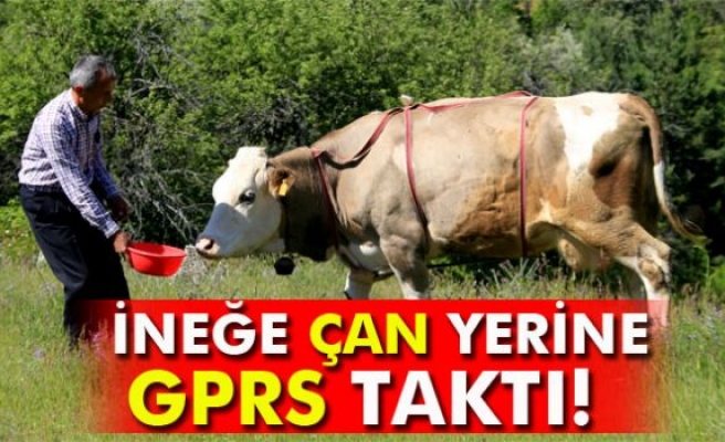 İneğe çan yerine GPRS taktı!