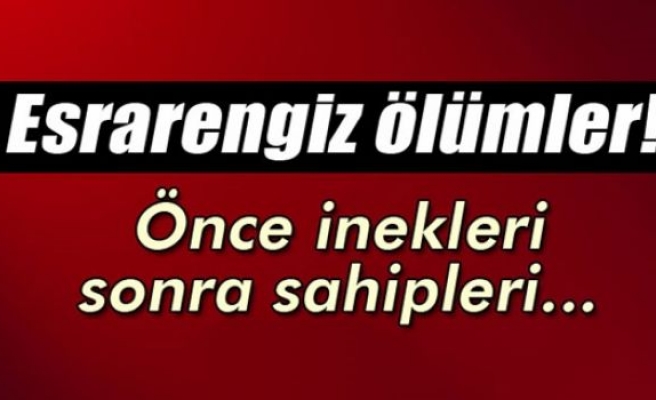 İneklerinin ardından sahipleri de öldü