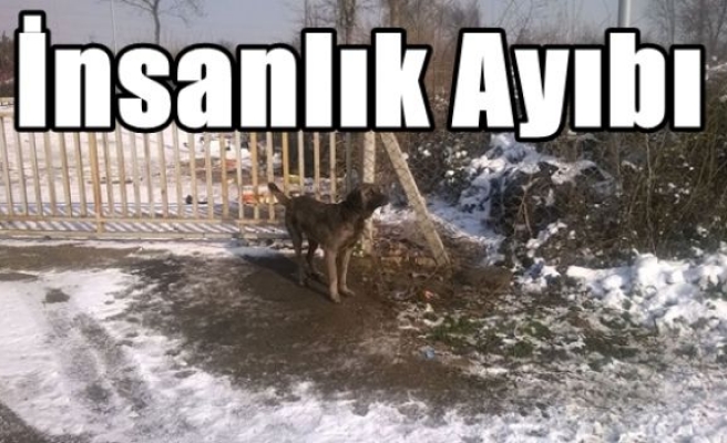 İnsanlık Ayıbı