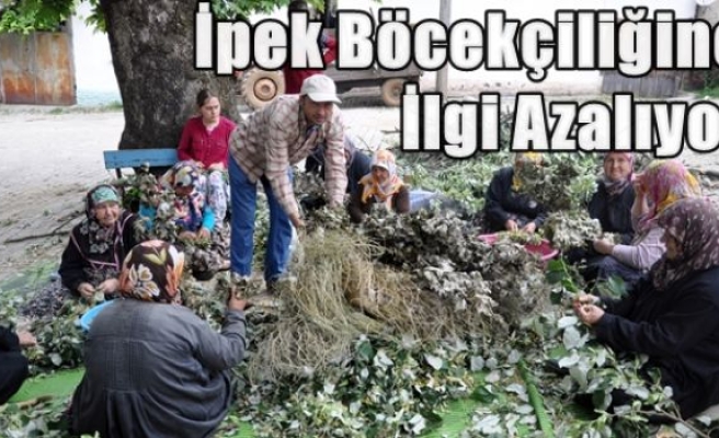 İpek Böcekçiliğine İlgi Azalıyor