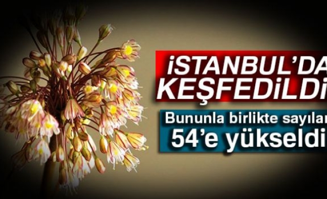 İSTANBUL'DA KEŞFEDİLDİ!