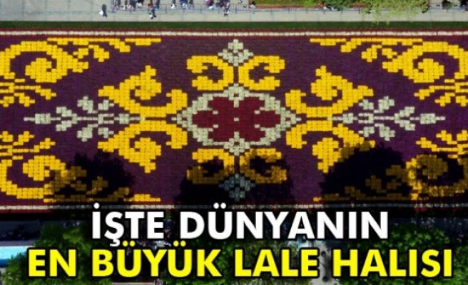 İşte dünyanın en büyük lale halısı