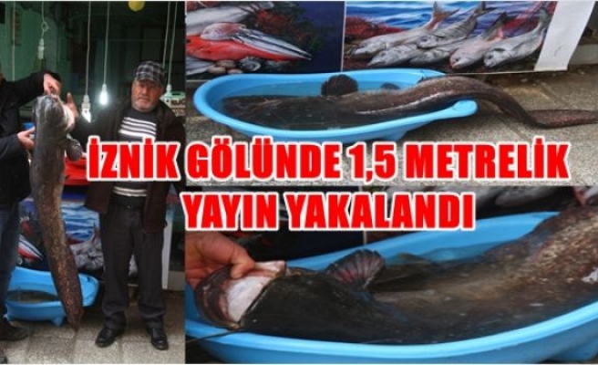 İznik gölünde 1.5 metrelik yayın yaklandı