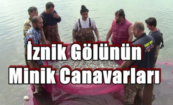 İznik Gölünün Minik Canavarları