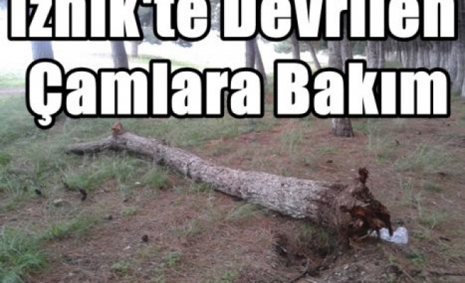 İznik'te Devrilen Çamlara Bakım