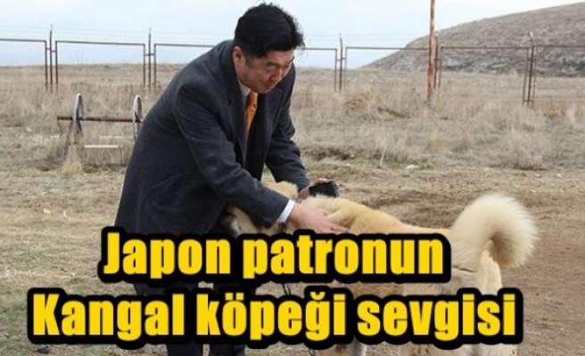 Japon patronun Kangal köpeği sevgisi