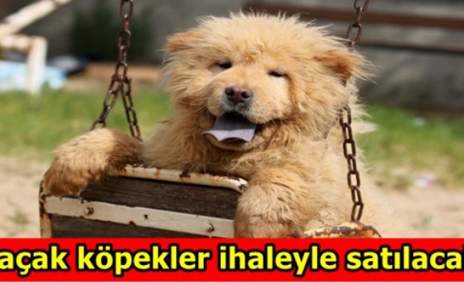 Kaçak köpekler ihaleyle satılacak