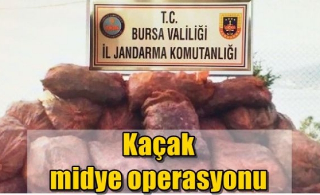 Kaçak midye operasyonu