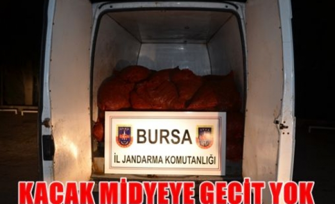 Kaçak midyeye geçit yok