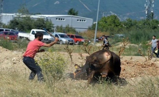 Kaçan boğa kısa sürede yakalandı