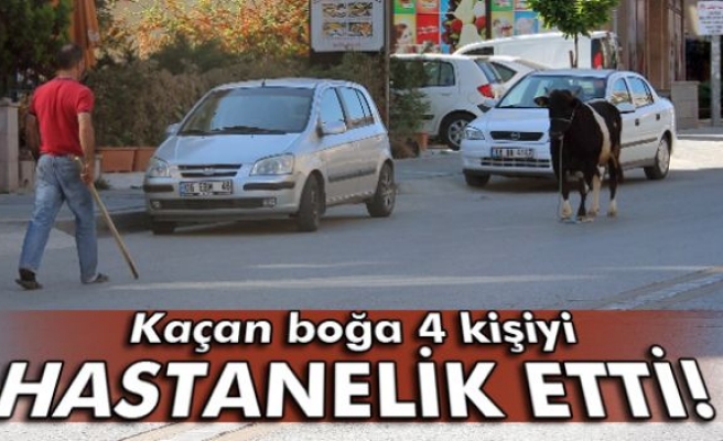 Kaçan kurbanlık 4 kişiyi hastanelik etti