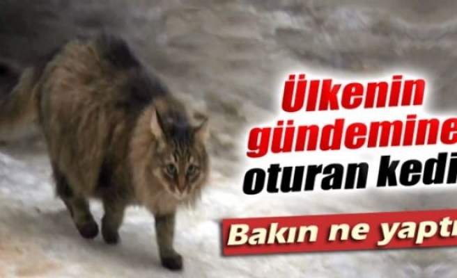 Kahraman kedi bebeği donmaktan kurtardı