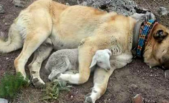 Kangal köpeğinden kuzuya şefkat