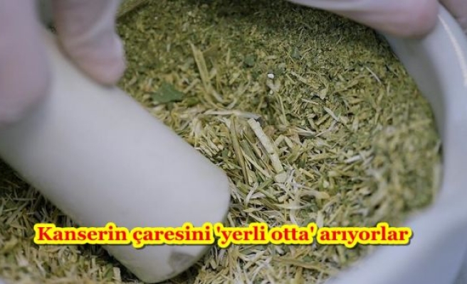 Kanserin çaresini 'yerli otta' arıyorlar