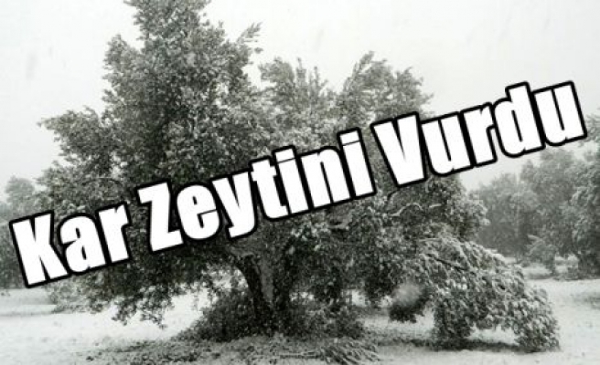 Kar Zeytini Vurdu