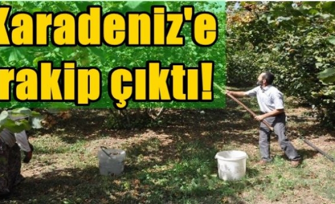 Karadeniz'e rakip çıktı!