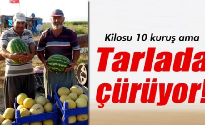 Kavun ve karpuz tarlada çürüyor