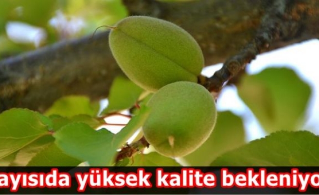 Kayısıda yüksek kalite bekleniyor