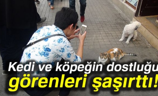 Kedi ve köpeğin şaşırtan dostluğu