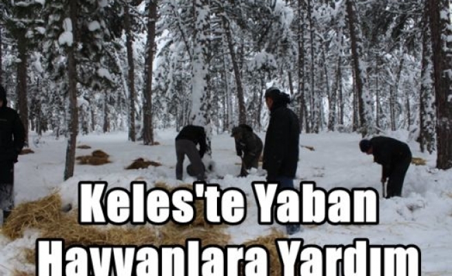 Keles'te Yaban Hayvanlara Yardım 