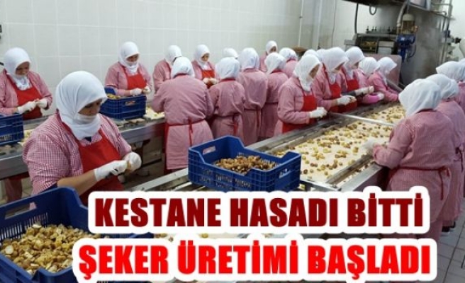 Kestane hasadı bitti, şeker üretimi başladı