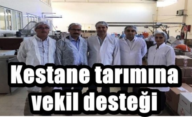 Kestane tarımına vekil desteği