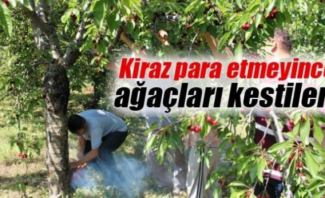 Kiraz para etmeyince çiftçiler ağaçları kestiler!