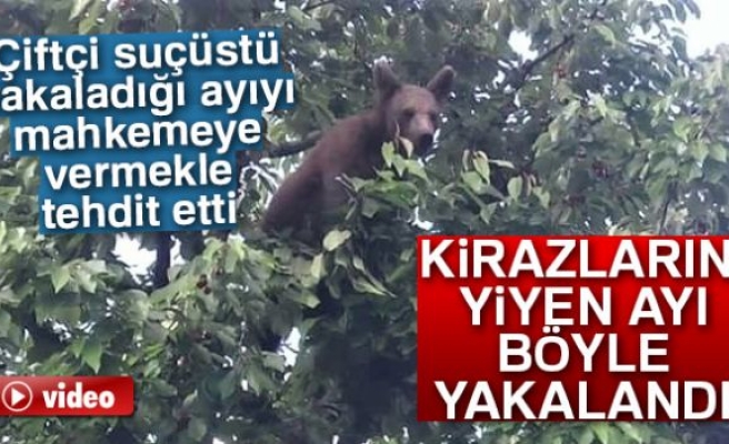 Kirazlarını yiyen ayıyı böyle görüntüledi