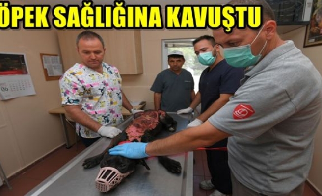 Kızgın Suyla Haşlanan Köpek Sağlığına Kavuştu