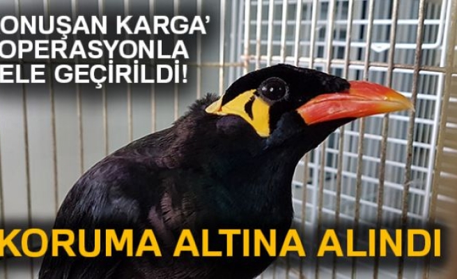 'Konuşan karga' koruma altında