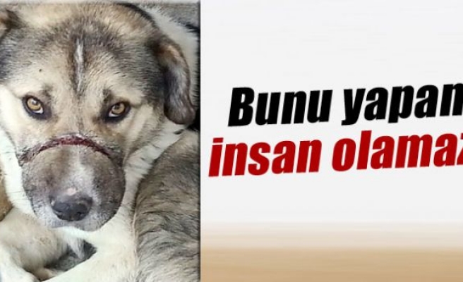 Köpeğe ipli vahşet