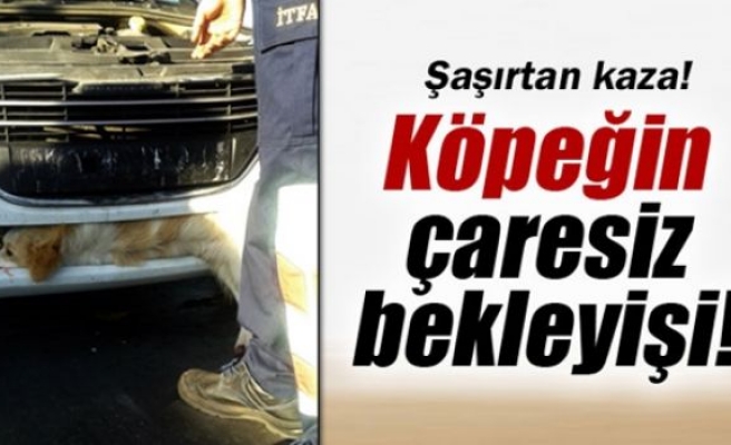 Köpeğin acı bekleyişi!