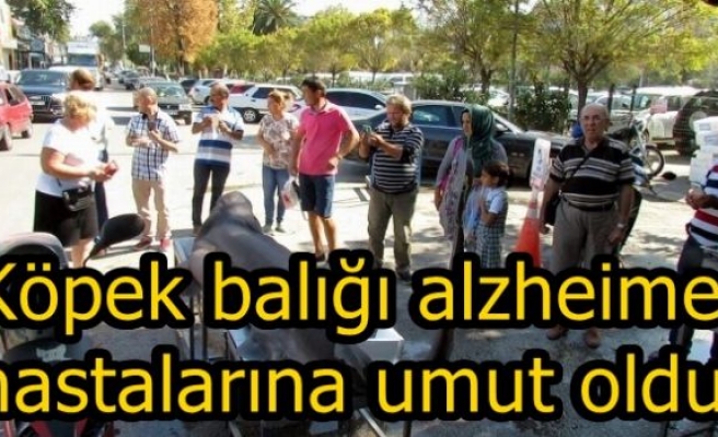  Köpek balığı alzheimer hastalarına umut oldu!