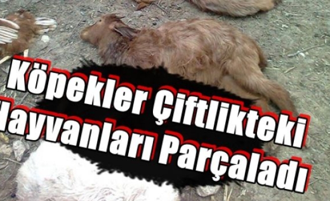 Köpekler Çiftlikteki Hayvanları Parçaladı