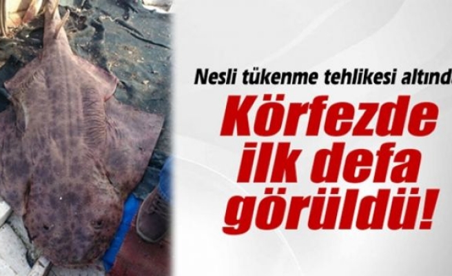 Körfezde ilk defa görüldü