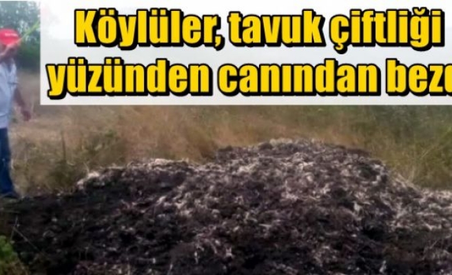 Köylüler tavuk çiftliği yüzünden canından bezdi