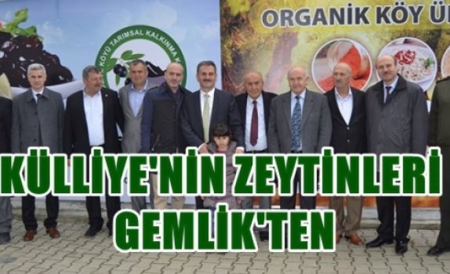 Külliye’nin zeytinleri Gemlik’ten