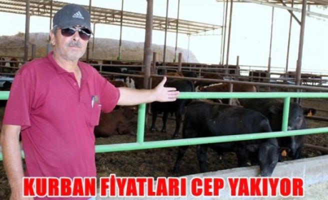 Kurban fiyatları cep yakıyor