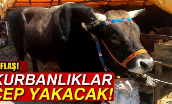 Kurbanlık fyatları cep yakacak