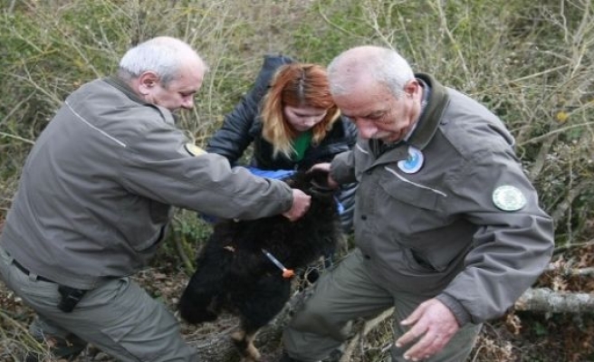 KURT diye Besledi Köpek Çıktı!