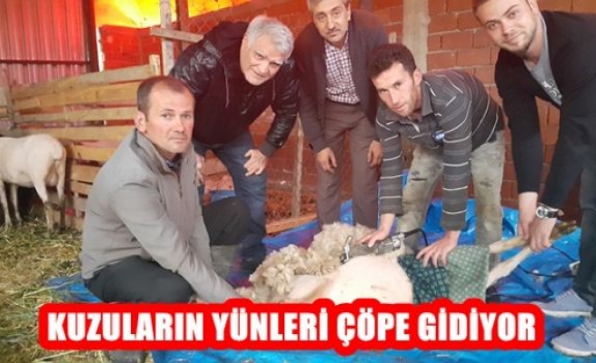 Kuzuların Yünleri Çöpe Gidiyor