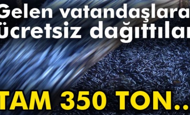 Limana 350 ton hamsi ile geldiler