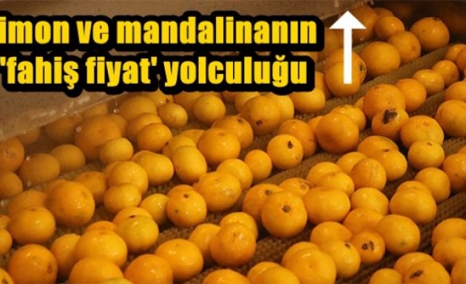 Limon ve mandalinanın 'fahiş fiyat' yolculuğu