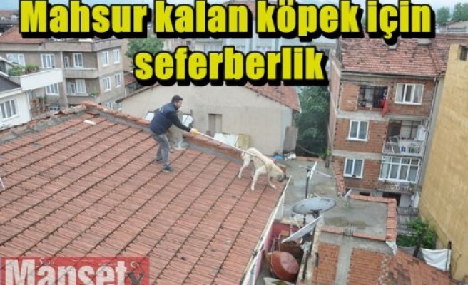 Mahsur kalan köpek için seferberlik