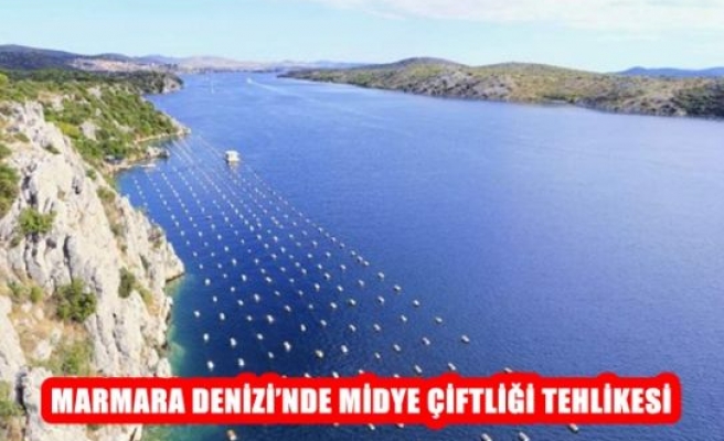 Marmara Denizi'nde Midye Çiftliği Tehlikesi