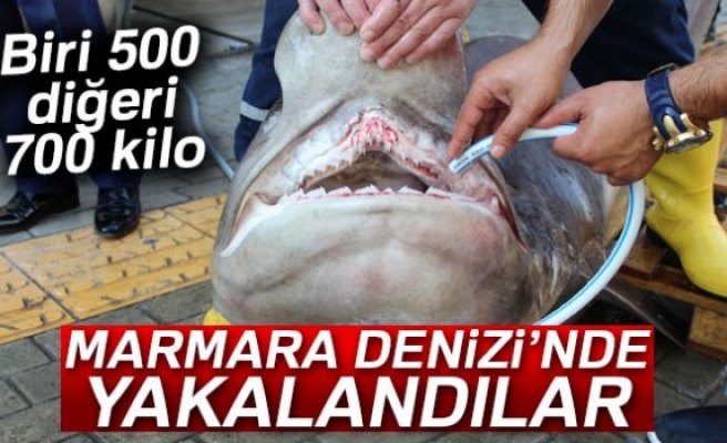 Marmara'da 2 köpek balığı!