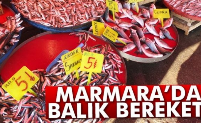 Marmara’da balık bereketi