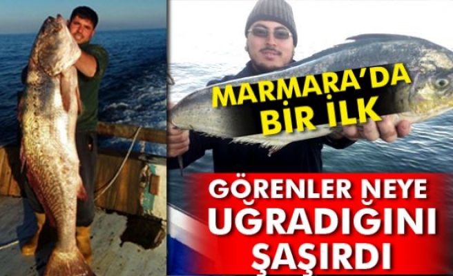 Marmara'da bir ilk...Balıkçılar da şok oldu